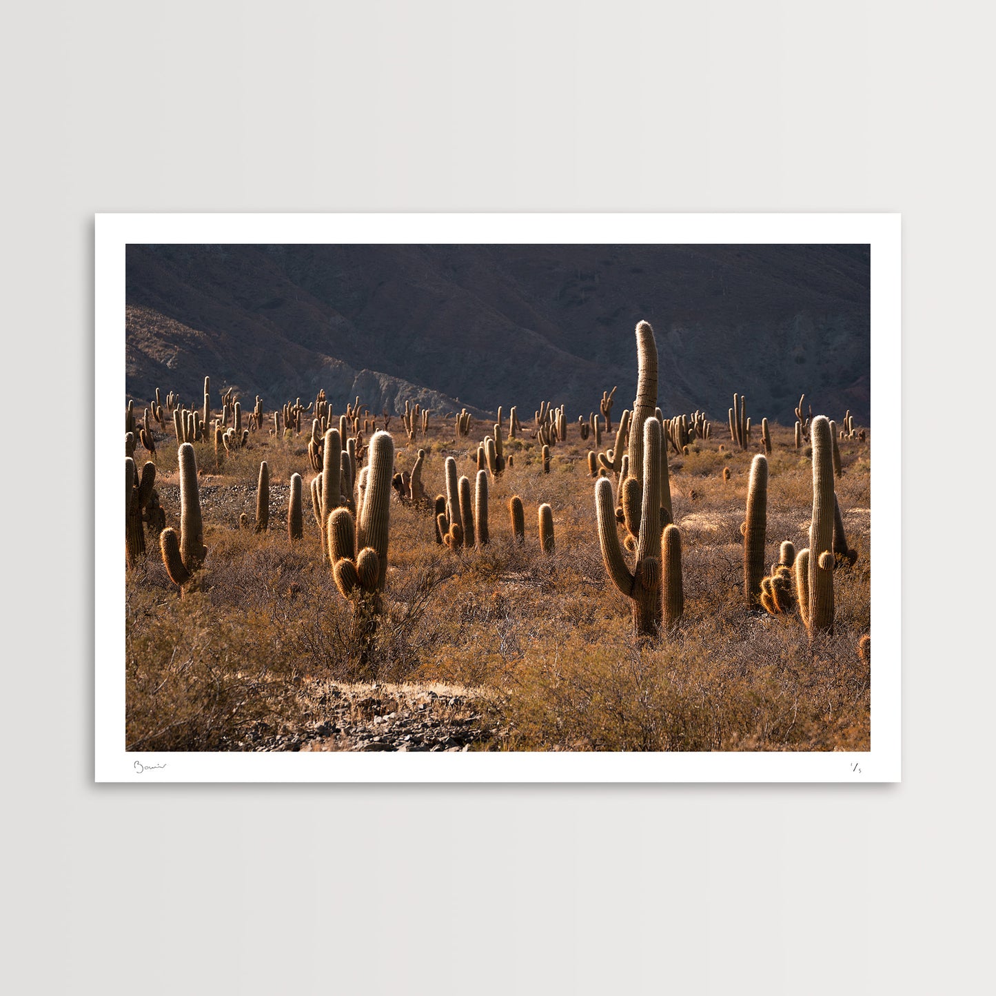 Bosque de cardones