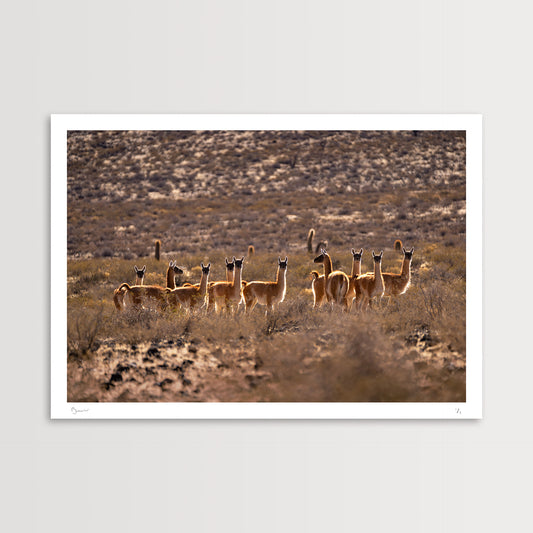 Guanaco Herd